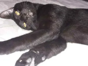 Gato raça Vira lata idade 1 ano nome Pretinho 