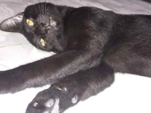 Gato ra a Vira lata idade 1 ano nome Pretinho 