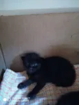 Pantera negra