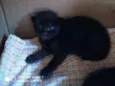 Pantera negra