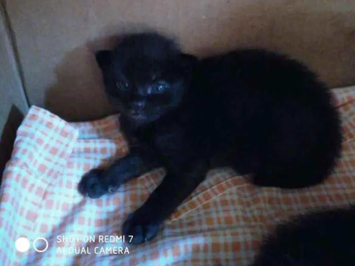 Gato raça  idade Abaixo de 2 meses nome Pantera negra
