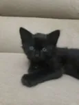 Pantera negra