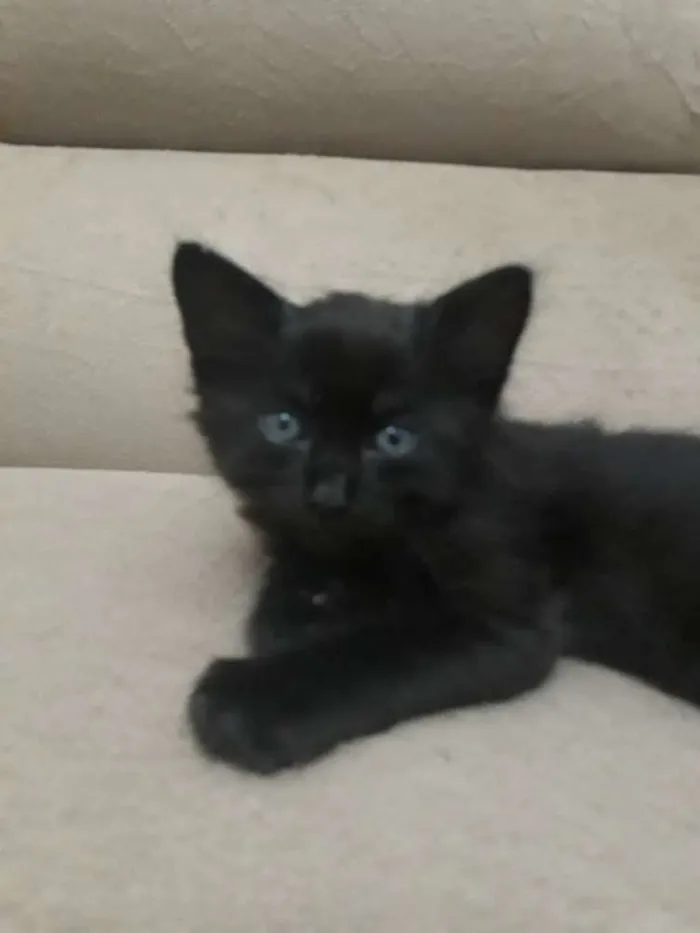 Gato raça  idade Abaixo de 2 meses nome Pantera negra