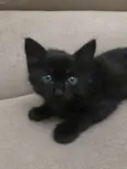 Pantera negra