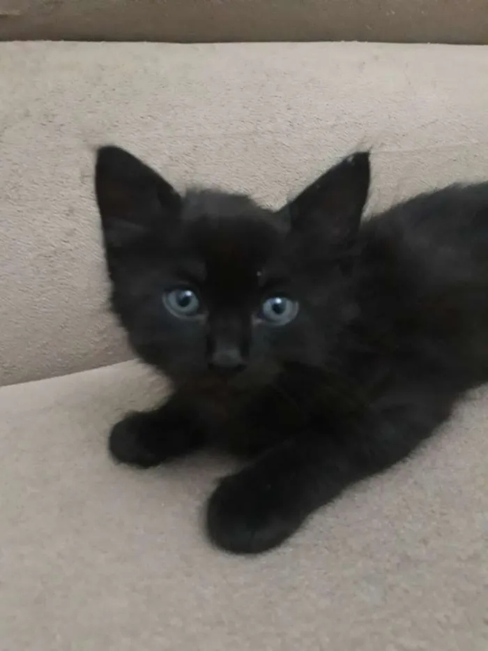 Gato raça  idade Abaixo de 2 meses nome Pantera negra