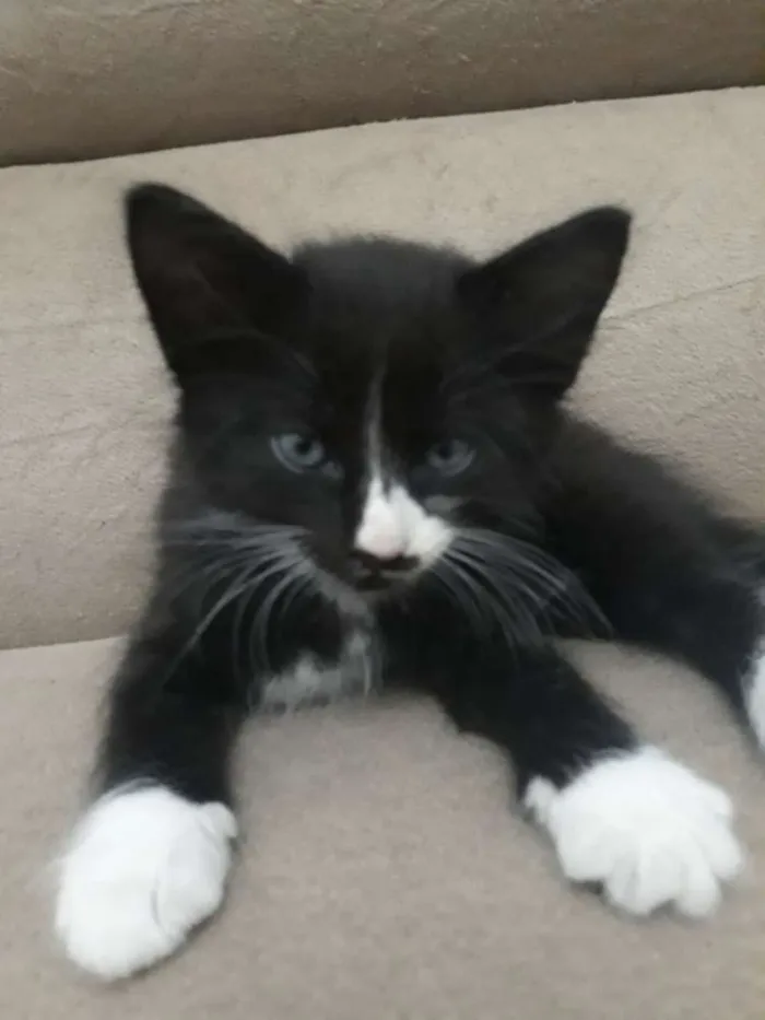 Gato raça  idade Abaixo de 2 meses nome Max