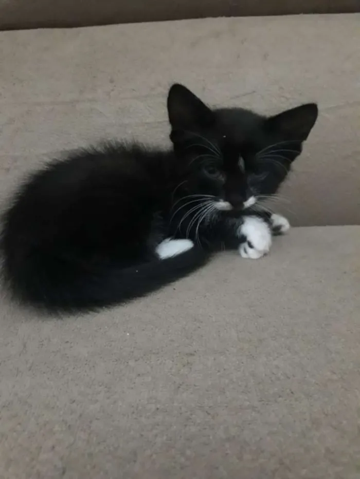 Gato raça  idade Abaixo de 2 meses nome Raquel
