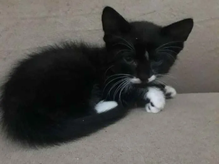 Gato raça  idade Abaixo de 2 meses nome Raquel