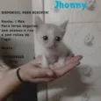 Johnny bebê adoção