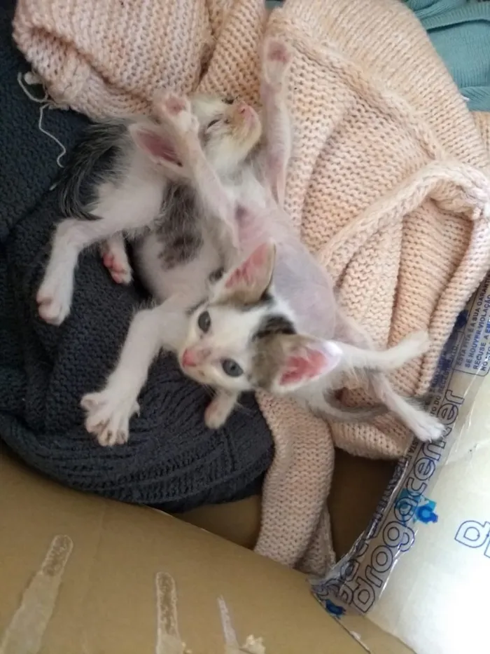 Gato ra a Srd idade Abaixo de 2 meses nome Johnny bebê adoção 