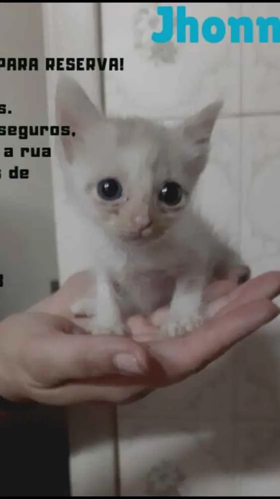 Gato ra a Srd idade Abaixo de 2 meses nome Johnny bebê adoção 