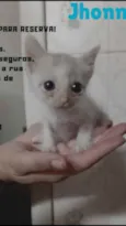 Johnny bebê adoção
