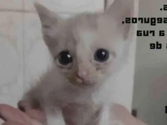 Gato ra a Srd idade Abaixo de 2 meses nome Johnny bebê adoção 