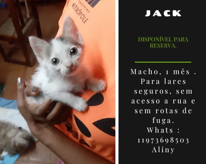 Gato ra a Srd idade Abaixo de 2 meses nome Jack Bebe fofo 