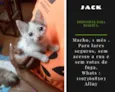 Jack Bebe fofo