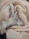 Jack Bebe fofo