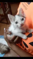 Jack Bebe fofo