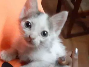 Gato raça Srd idade Abaixo de 2 meses nome Jack Bebe fofo 