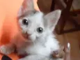 Jack Bebe fofo