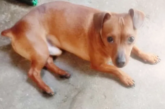 Cachorro ra a SRD idade 7 a 11 meses nome BRAVINHO 