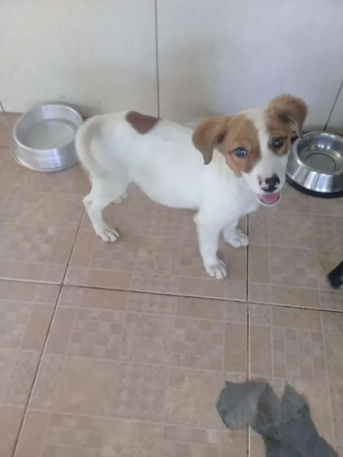 Cachorro ra a SRD idade 2 a 6 meses nome LUPÉRCIO 