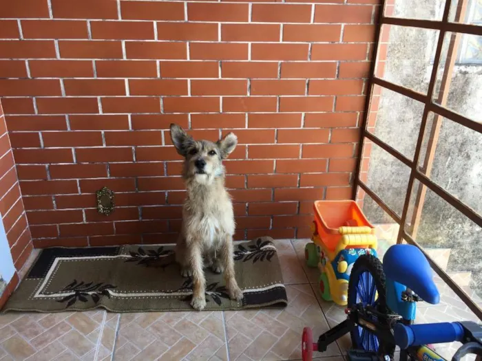 Cachorro ra a Srd idade  nome Sem nome