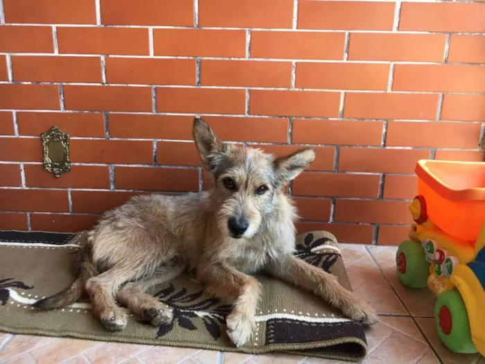 Cachorro ra a Srd idade  nome Sem nome