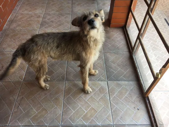 Cachorro ra a Srd idade  nome Sem nome
