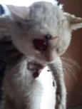 Gato branco