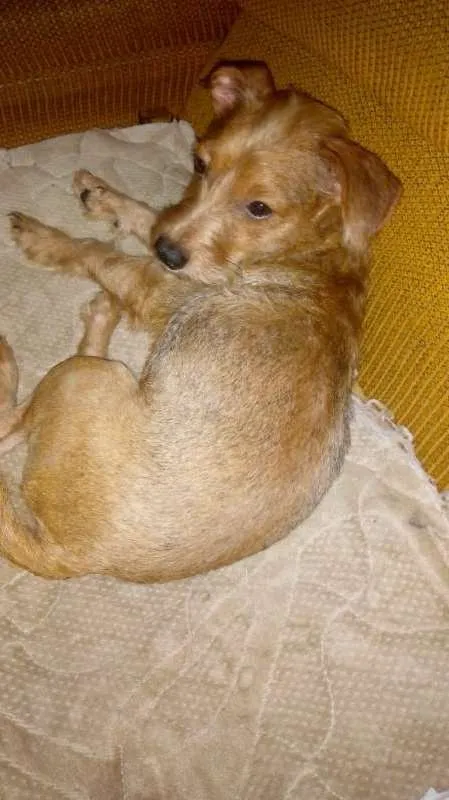 Cachorro raça Não definida idade 1 ano nome Mel