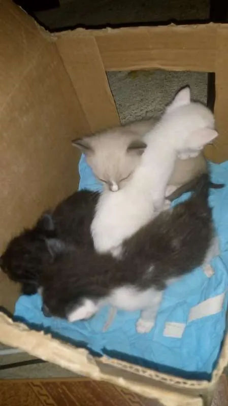 Gato raça Não definida idade Abaixo de 2 meses nome Não tem nome