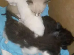 Gato raça Não definida idade Abaixo de 2 meses nome Não tem nome