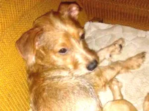 Cachorro raça Não definida idade 1 ano nome Mel