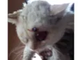 Gato branco
