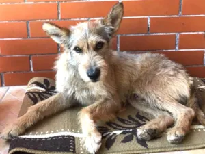 Cachorro raça Srd idade  nome Sem nome