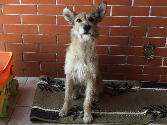 Cachorro ra a Srd idade  nome Sem nome