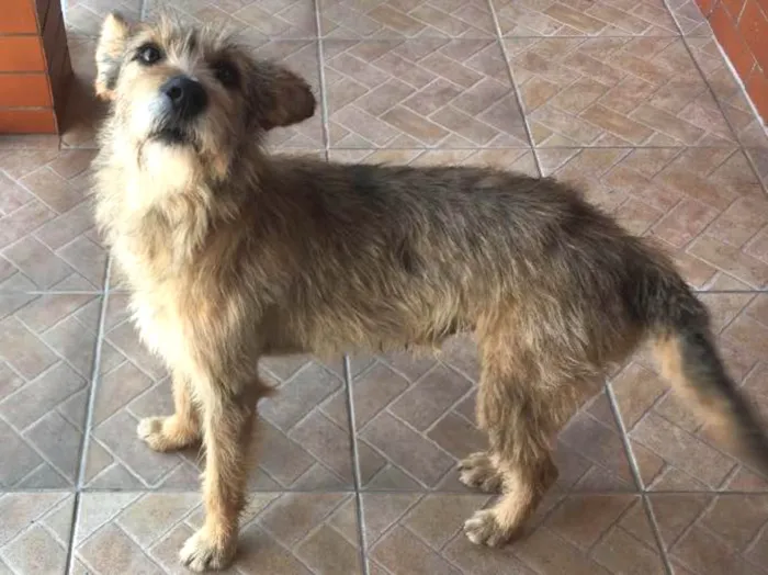 Cachorro ra a Srd idade  nome Sem nome