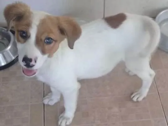 Cachorro ra a SRD idade 2 a 6 meses nome LUPÉRCIO 