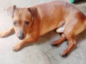 Cachorro raça SRD idade 7 a 11 meses nome BRAVINHO 