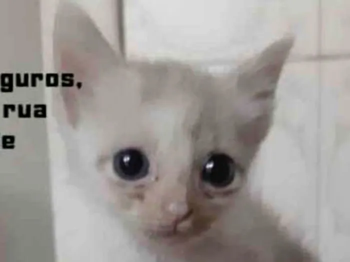 Gato ra a Srd idade Abaixo de 2 meses nome Johnny bebê adoção 