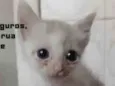 Johnny bebê adoção