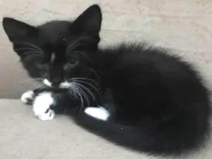 Gato raça  idade Abaixo de 2 meses nome Raquel