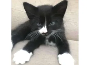 Gato raça  idade Abaixo de 2 meses nome Max