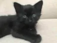 Pantera negra