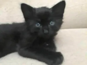 Gato raça  idade Abaixo de 2 meses nome Pantera negra