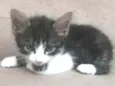Félix 