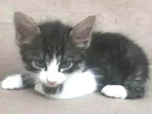 Gato raça  idade Abaixo de 2 meses nome Félix 