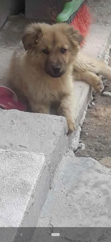 Cachorro raça Chow Chow com vira lata idade 2 a 6 meses nome Gustavo