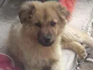 Cachorro raça Chow Chow com vira lata idade 2 a 6 meses nome Gustavo