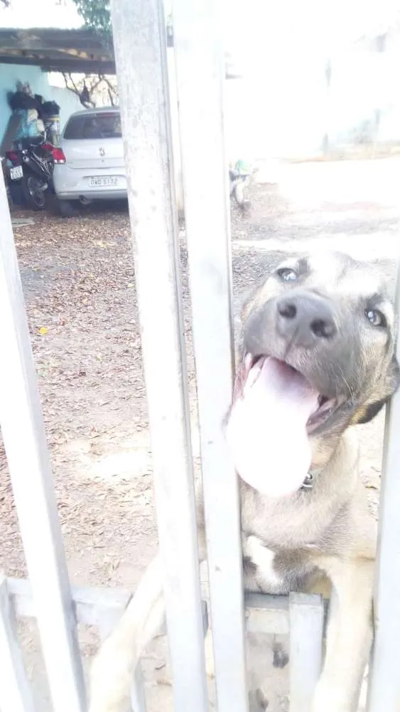 Cachorro ra a Pastor Alemão com Fila idade 2 a 6 meses nome Duck